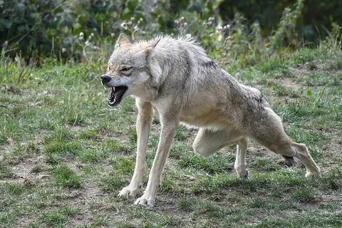 ❗❗❗Выявлено бешеное животное.
